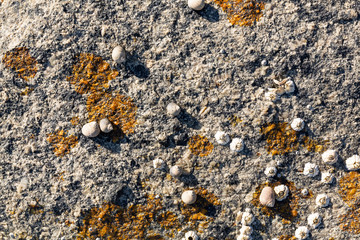 Several periwinkle snails and barnacles on a rock with lichen at low tide on the coast of Maine. © Bert Folsom