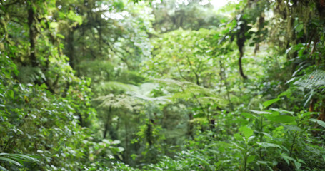 Out of focus nature background of lush plant life in Monteverde forest