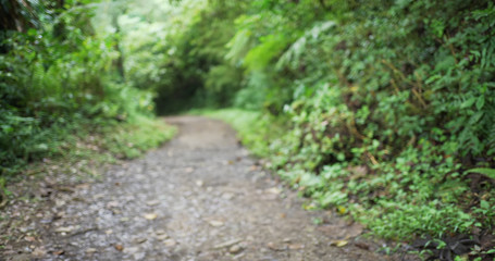 Fototapeta na wymiar Beautiful nature background of hiking path through Costa Rican forest