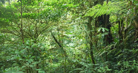 Fototapeta na wymiar Nature background of lush forest vegetation in a tropical jungle