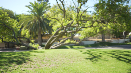 Blurred background of large branch tree with leaves catching the sunlight
