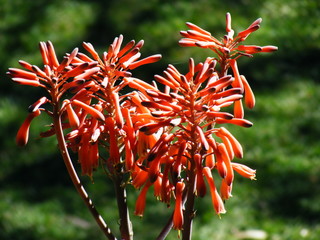 Close up of an aloe vera flower