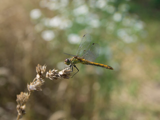 A dragonfly on the twig. Summer.