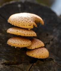 Gelber Baumpilz / Pilze