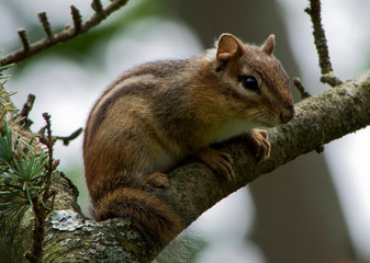 Striped Squirrel