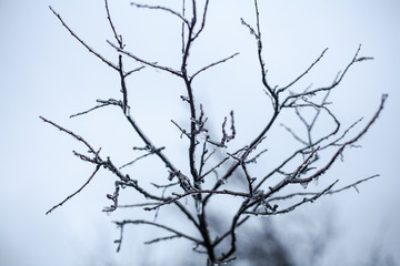 trees and branches covered with snow and hoarfrost on a white background