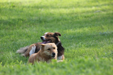 Perros en el pasto