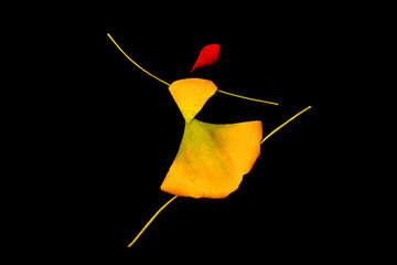 Ginkgo leaf puzzle