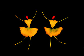 Ginkgo leaf puzzle