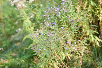 Fall in Barrie, Ontario