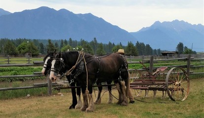 Fototapeta na wymiar Horse-drawn Wagon