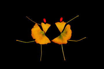 Ginkgo leaf puzzle