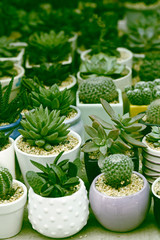 Succulent plants set backgruond