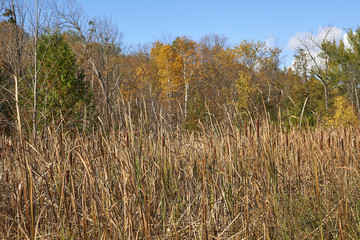 Fall in Barrie, Ontario