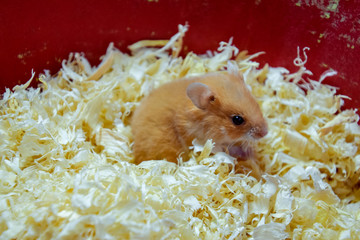Hamster home in keeping in captivity. Hamster in sawdust. Red hamster.