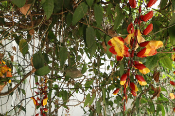 Peacock beatiful natural 