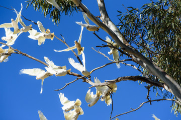 Flock of white corellas taking flight from gum tree, Australia