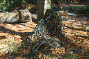 Fall in Barrie, Ontario