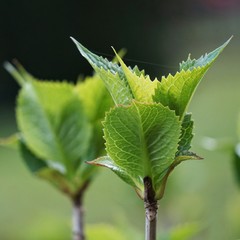 green leaves plant