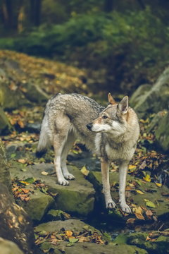 Autumn portrait of white, grey, reddish and black Czechoslovakian wolfdog standing on stones covered with yellow and orange leaves, looking sideways, stream, vertical image, blurry background