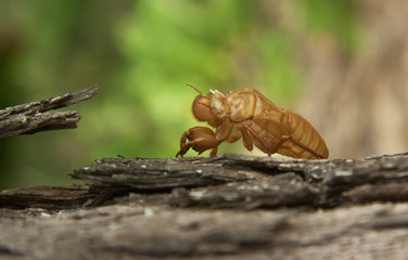 cicada insect molting on tree in nature