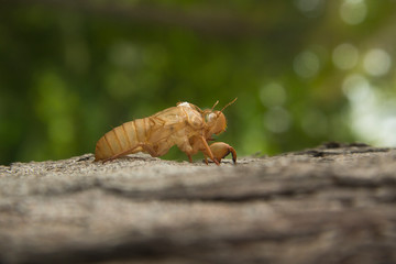 cicada insect molting on tree in nature