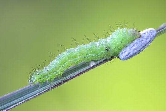 Moth Larva And Parasitic Wasp Cocoon