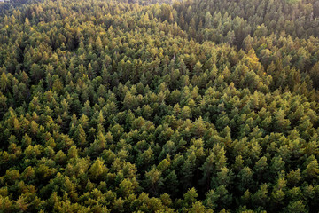 Naklejka na ściany i meble Beautiful panoramic photo over the tops of pine forest. Aerial view. From above. Top view