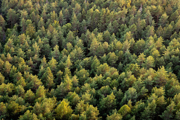 Beautiful panoramic photo over the tops of pine forest. Aerial view. From above. Top view