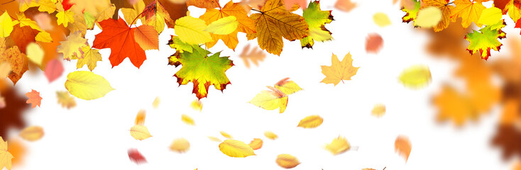 Goldener Herbst auf weissem Hintergrund