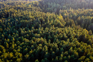 Fototapeta na wymiar Beautiful panoramic photo over the tops of pine forest. Aerial view. From above. Top view