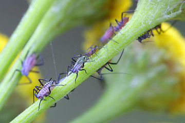 Tansy aphid