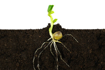 Growing sprout plant and roots under ground.  ( Green pea )