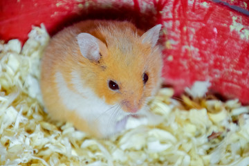 Hamster home in keeping in captivity. Hamster in sawdust. Red hamster.