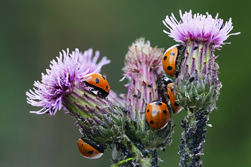 Ladybirds hunting aphids