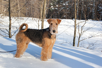 Dog  breed Airedale Terrier  standing in the snow in the sunny winter park