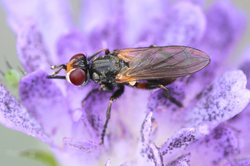 Bee-grabber fly