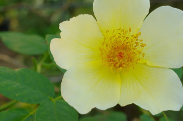 Closeup nature view of yellow rose
