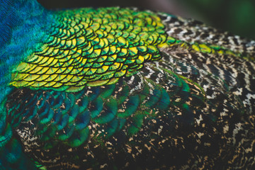 A closeup of a peacocks back