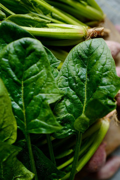 Freshly picked organic spinach and sweet potatoes