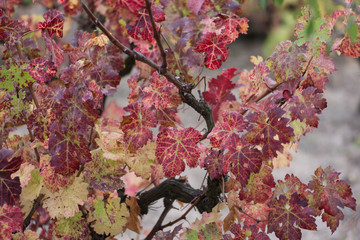The grapes are picked up, a lush wine cracks in the barrels.