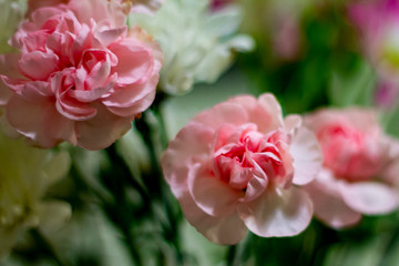 pink flowers