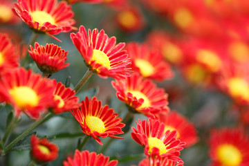 Red chrysanthemum with selective focus - obrazy, fototapety, plakaty