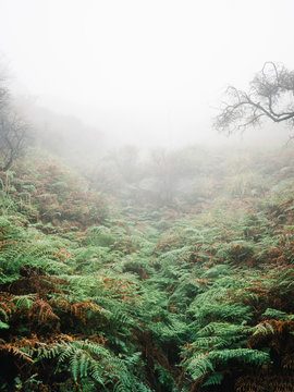 Misty tropical forest in smoke