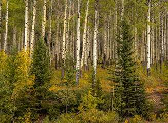 Obraz premium Aspen forest