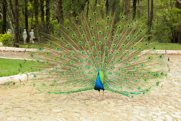 Peacock beatiful natural 