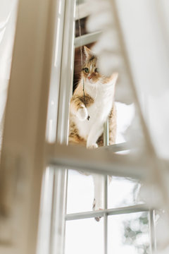 Sassy tabby cat playng while sitting high on window's grate