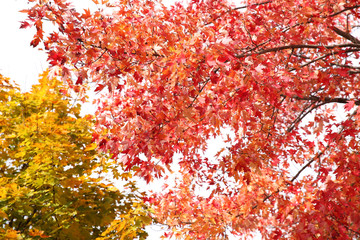 Yellow and red autumn maple leaves on a tree against the blue sky
