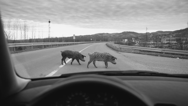 Pigs Crossing The Road In Front Of The Car