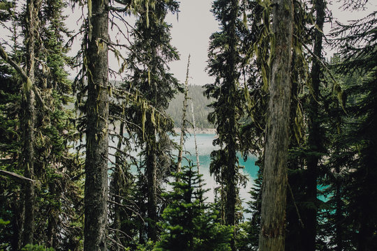 Turquoise Glacial Lake viewed through trees